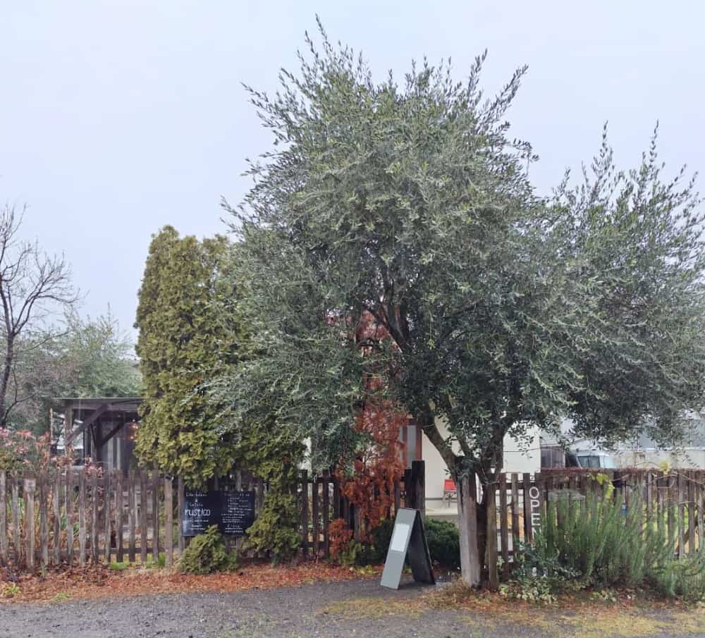 黒磯駅近くのイタリアンレストラン「rustico」の外観写真